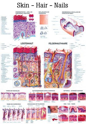 Skin - Hair - Nails, englisch, 70 x 100 cm, laminiert