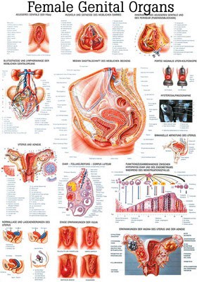 Female Genital Organs, englisch, 70 x 100 cm, laminiert