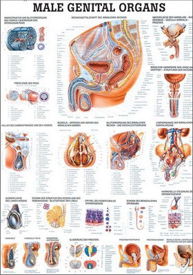 Male Genital Organs, englisch, 70 x 100 cm, laminiert