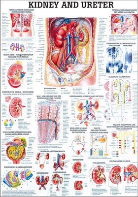 Kidney and Ureter