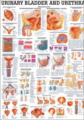 Urinary Bladder and Urethra