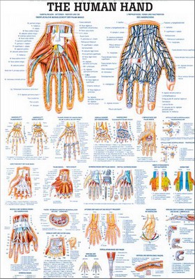The Human Hand