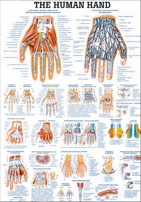 The Human Hand, english, 70 x 100 cm, laminated