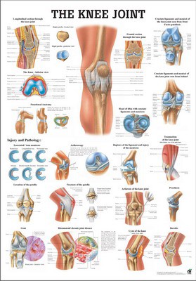 The Knee Joint, english, 70 x 100 cm, laminated