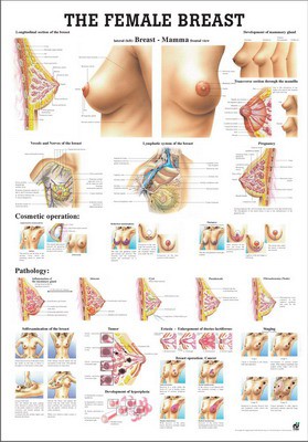 The Female Breast, englisch, 70 x 100 cm, laminiert