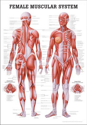 Female Muscular System, englisch, 70 x 100 cm, papier