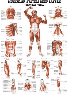 Deeper Muscles, Frontal view, english, 70 x 100 cm, paper