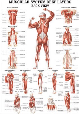 Deeper Muscles, rear view, english, 70 x 100 cm, paper