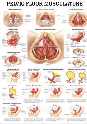 Pelvic floor musculature, englisch, 70 x 100 cm, laminiert