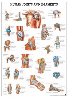 Joints and Ligaments, english, 70 x 100 cm, laminated