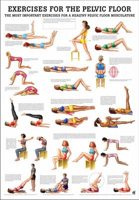 Exercises for the pelvic floor, english, 50 x 70 cm, paper