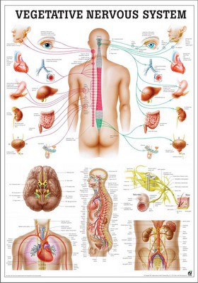 Vegetative Nervous System, englisch, 70 x 100 cm, laminiert