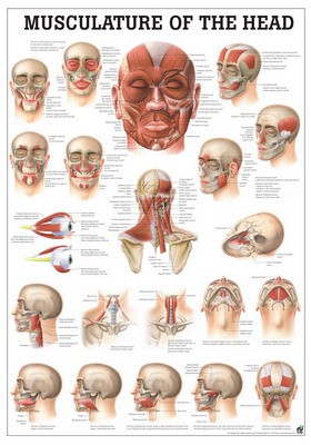 Head Muscles, englisch, 50 x 70 cm, papier