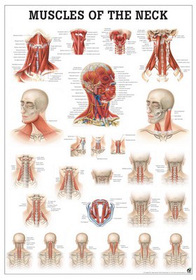 Neck Muscles, englisch, 50 x 70 cm, papier