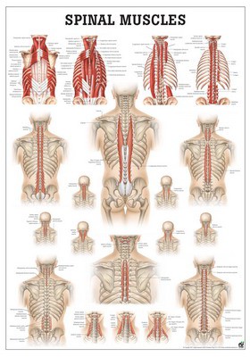 Muscles of the Spine