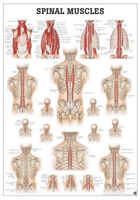 Muscles of the Spine, englisch, 50 x 70 cm, papier