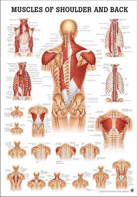 Muscles Shoulder & Back