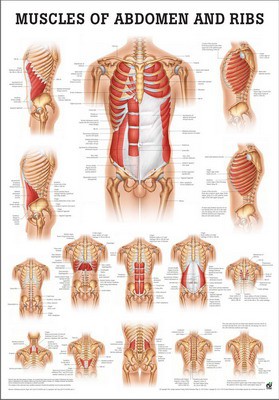 Muscles Abdomen & Ribs, english, 50 x 70 cm, paper