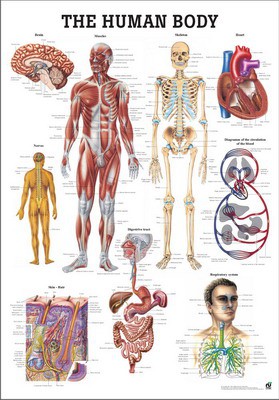 The Human Body, english, 70 x 100 cm, laminated