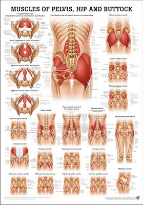 Muscles of Pelvis Hip Buttock, englisch, 50 x 70 cm, papier