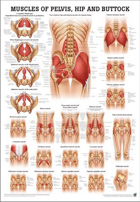 Muscles of Pelvis Hip Buttock, english, 50 x 70 cm, paper