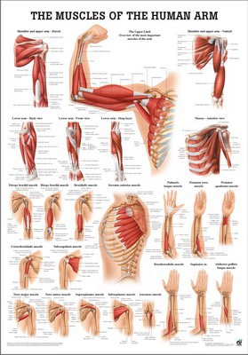 Muscles of the Arm, english, 50 x 70 cm, paper