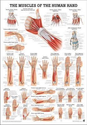 Muscles of the Hand, englisch, 50 x 70 cm, laminiert