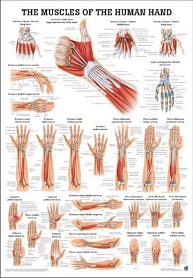 Muscles of the Hand, englisch, 50 x 70 cm, laminiert