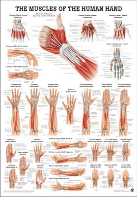 Muscles of the Hand, english, 50 x 70 cm, laminated