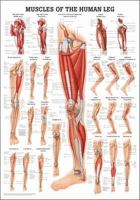 Muscles of the Leg, englisch, 50 x 70 cm, papier