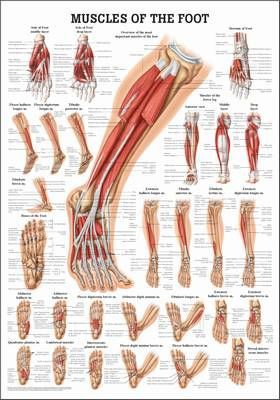 Muscles of the Foot, englisch, 50 x 70 cm, papier
