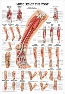 Muscles of the Foot