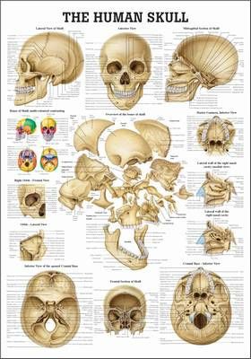 The Human Skull