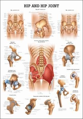 Hip and Hip Joint, englisch, 70 x 100 cm, papier