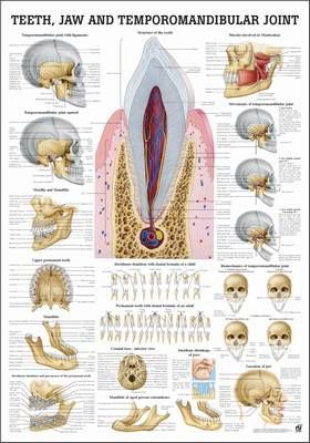 Teeth and Mandibular Joint