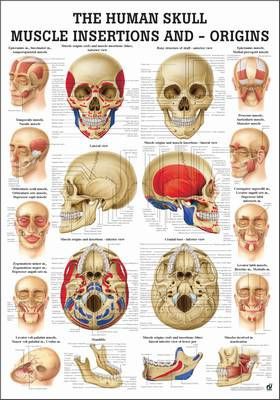 Skull - Muscle Insertions and - Origins