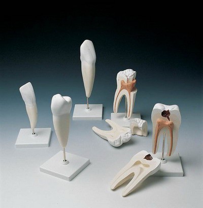 Classic Tooth Model Series