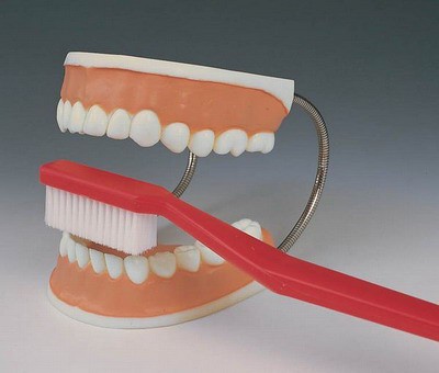 Giant Dental Care Model, 3 times life-size