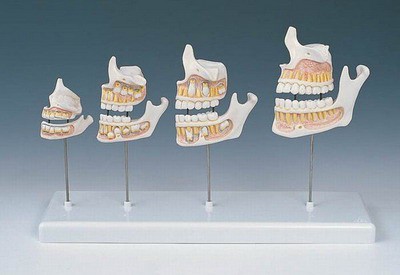 Dentition Development