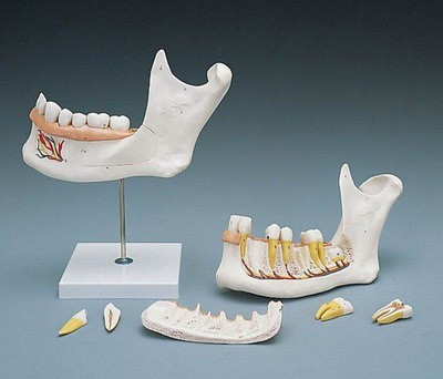 Half Lower Jaw, 3 times full-size, 6-part