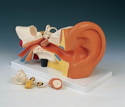 Ear, 3 times life-size, 4 part