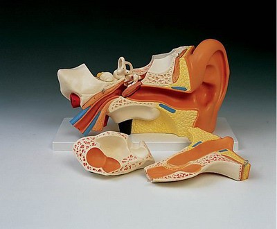 Ear, 3 times life-size, 6 part