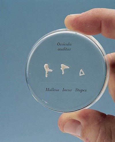 Life-size Auditory Ossicles