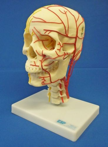 Neuro-vasculärer Schädel