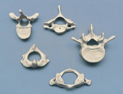 Anatomical Model - 5-Vertebrae-Set