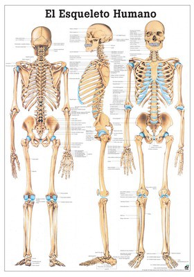 El Esqueleto Humano