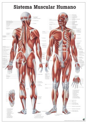 Sistema Muscolar Humano