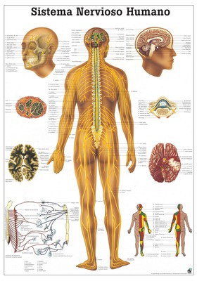 Sistema Nervioso Humano