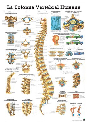 La Columna Vertebral Humana, spanisch, 70 x 100 cm, papier