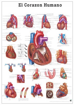 El Corazon Humano